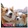 コーギー&ゴールデンレトリーバー『パピつば楓花☆Happy Life♪』