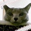 画像 りんのブログのユーザープロフィール画像