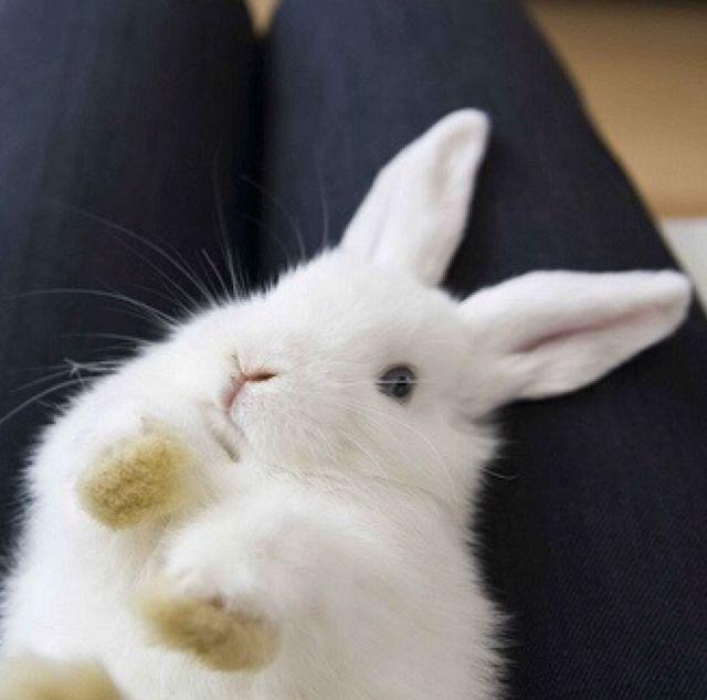 みさうさ