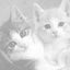 画像 茶トラ２匹と白猫と～猫に囲まれる日々のユーザープロフィール画像