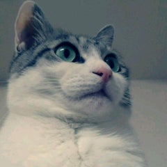 黒猫のプロフィール
