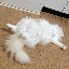 ふわふわのサムネイル