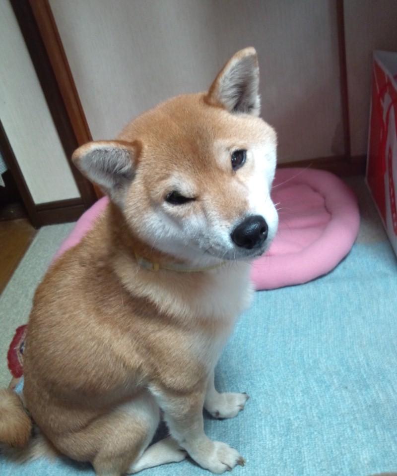 のつのつする の意味は ゆりゆりのブログ