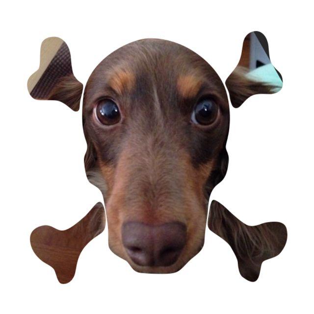 ナツメグ