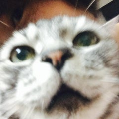 猫 肺がん 余命 壁紙画像マンガ 猫 肺がん 余命 壁紙画像マンガ