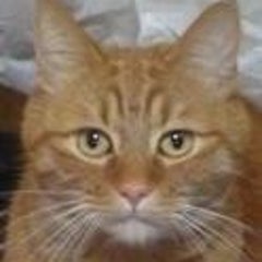 さぼてんのプロフィール