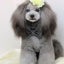 画像 名古屋トイプードル専門ブリーダーの子犬とトリミングの癒しサロンのユーザープロフィール画像