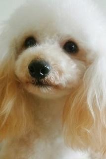 まーにゃん