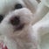 白い犬、白い風。～白い犬とスキップから続く日々～