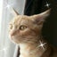画像 Rinko’s Cosme Diary ～コスメと愛猫との日常～のユーザープロフィール画像
