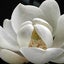 画像 仙台青葉区ポーセラーツ・グルーデコ・バックサロン　Steel Magnoliasのユーザープロフィール画像