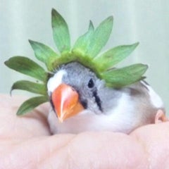 つきこのプロフィール