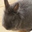Etsukoのサムネイル