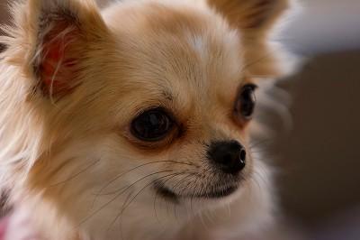 眼球が飛び出して飼い主は唖然 ワンちゃんの病気予防研究家 くう 眼球が飛び出して飼い主は唖然 ワンちゃんの病気予防研究家 くう