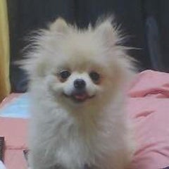 コダマちゃん（コダマジック）のプロフィール