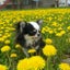 画像 釧路 犬の美容室 A-studioのユーザープロフィール画像