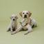 画像 日本盲導犬協会のユーザープロフィール画像