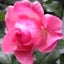 ROSE & ROSEのサムネイル