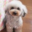 画像 Dog salon KAwanMURA三重県鈴鹿市トイプードル＆タイニープードル専門ブリーダーのユーザープロフィール画像