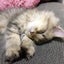 画像 猫とHULAとウクレレ♫  popoki☆のブログのユーザープロフィール画像