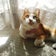 猫好きOLのぐうたらな毎日
