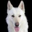 画像 今までの「犬のしつけ」は間違っている！日本式「犬の育て方」！のユーザープロフィール画像