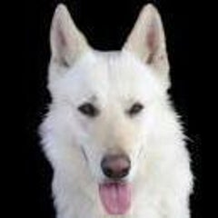 芸能人が考えるドッキリグランプリの犬のa5ランクのマテがあっていたよね 今までの 犬のしつけ は間違っている 日本式 犬の育て方