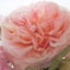 画像 ポーセラーツ、押し花,レカンフラワー、グラスアート＆ハンドメイド教室 in 大阪　クオリティ・ライフのユーザープロフィール画像