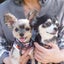 画像 ととのブログ　～岡山の保護犬猫応援ブログ～のユーザープロフィール画像