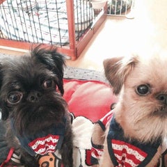 迷子犬です ボブとノエル ポッキーの日記帳 迷子犬です ボブとノエル ポッキーの日記帳