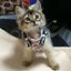 りんママのサムネイル