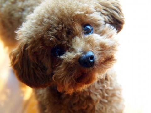トイプードルが噛みつくようになって 困っていませんか トイプードルの健康管理のヒント