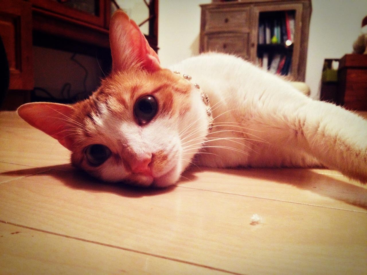 しょうちゃん