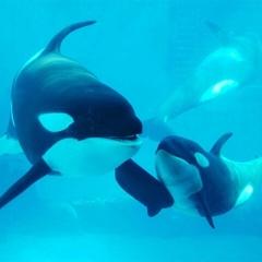 ひよこ豆