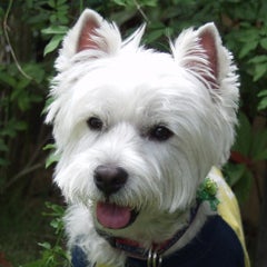mocoのプロフィール