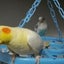 おかめんずのサムネイル