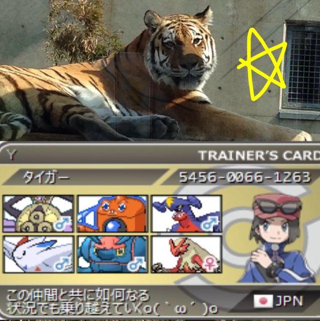 タイガー