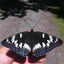 画像 杉さん@てふてふ (Wonderful Butterflies)のユーザープロフィール画像