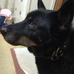 犬に与えてはいけないもの Part3 知らないと損する 正しい犬とのつきあい方