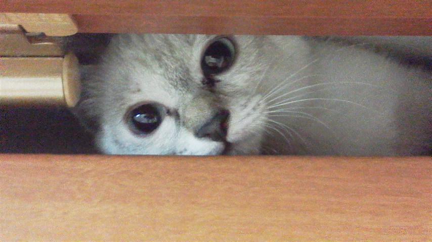 昼音
