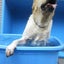 画像 埼玉県の犬の出張訓練ドッグスクールアミーのユーザープロフィール画像