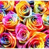 “Rainbow Rose”のプロフィール