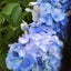紫陽花♪のサムネイル