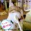 画像 牛乳猫のブログのユーザープロフィール画像