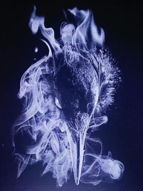 沙麗