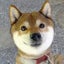 画像 めろんオフィシャルブログ「柴犬めろんの日記」Powered by Amebaのユーザープロフィール画像