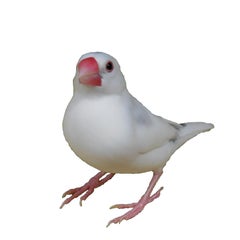 オヤジのプロフィール