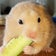 ぷちおのブログ～カブトムシと思い出のハムスターと児童と幼児～