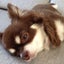 ぺすりんのサムネイル