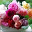 画像 朝露と夜露の降りた薔薇庭で〜〜のユーザープロフィール画像